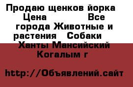 Продаю щенков йорка › Цена ­ 10 000 - Все города Животные и растения » Собаки   . Ханты-Мансийский,Когалым г.